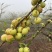 小果、反季节油柑、番花油柑、新油柑，自家果园。榨汁果，