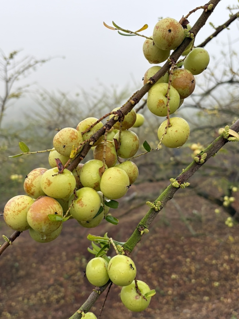 小果、反季节油柑、番花油柑、新油柑，自家果园。榨汁果，