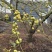 小果、反季节油柑、番花油柑、新油柑，自家果园。榨汁果，