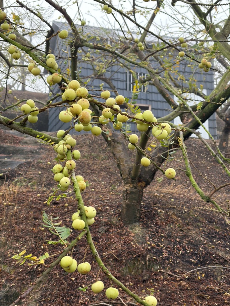 小果、反季节油柑、番花油柑、新油柑，自家果园。榨汁果，
