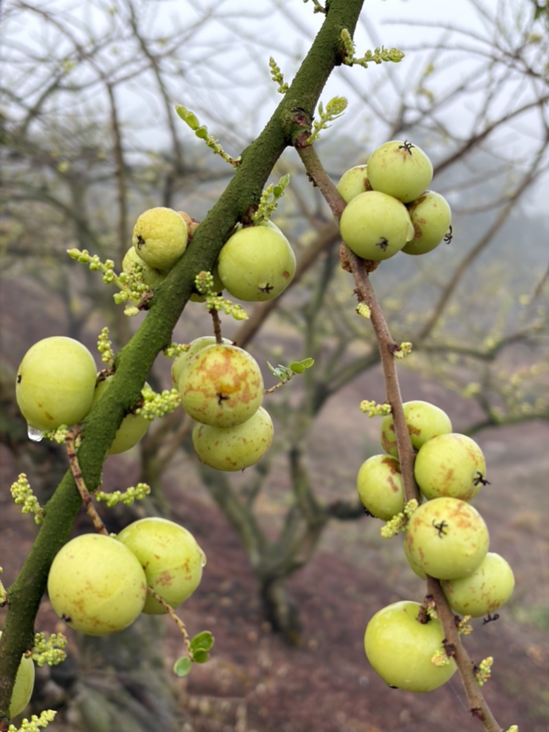 小果、反季节油柑、番花油柑、新油柑，自家果园。榨汁果，