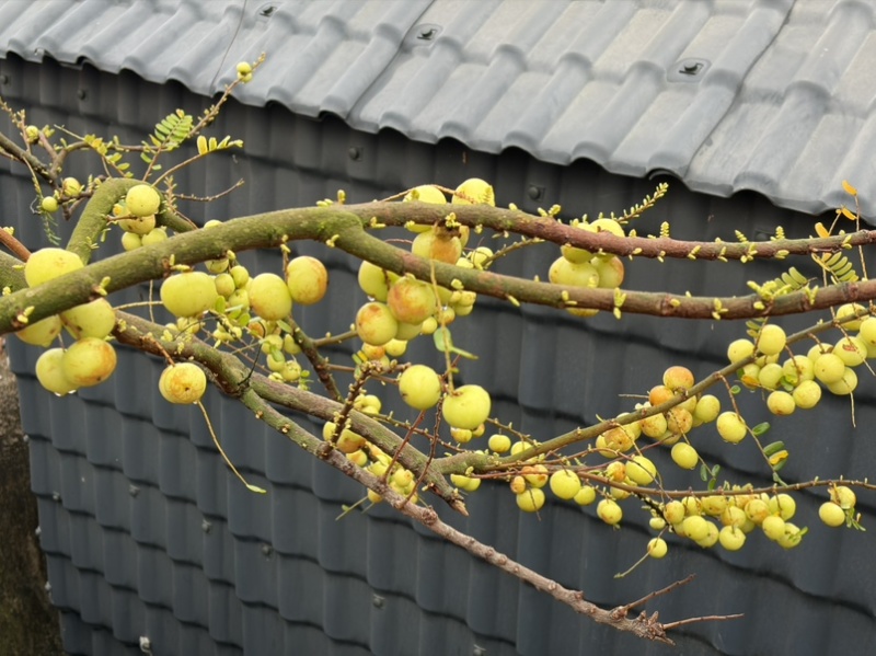 小果、反季节油柑、番花油柑、新油柑，自家果园。榨汁果，