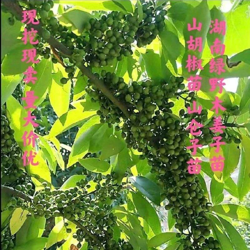 木姜子苗改良高产山胡椒量大价优产地直销批发包邮