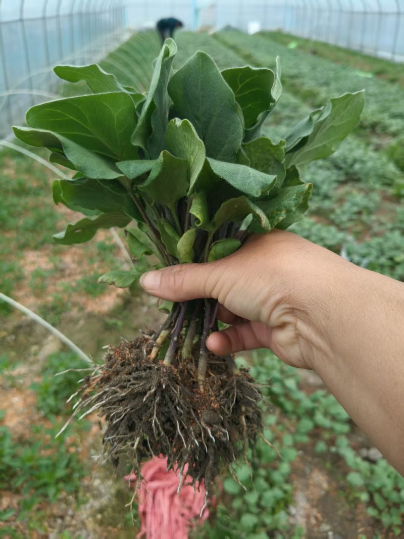 茄子苗，红长茄，地苗，穴盘苗