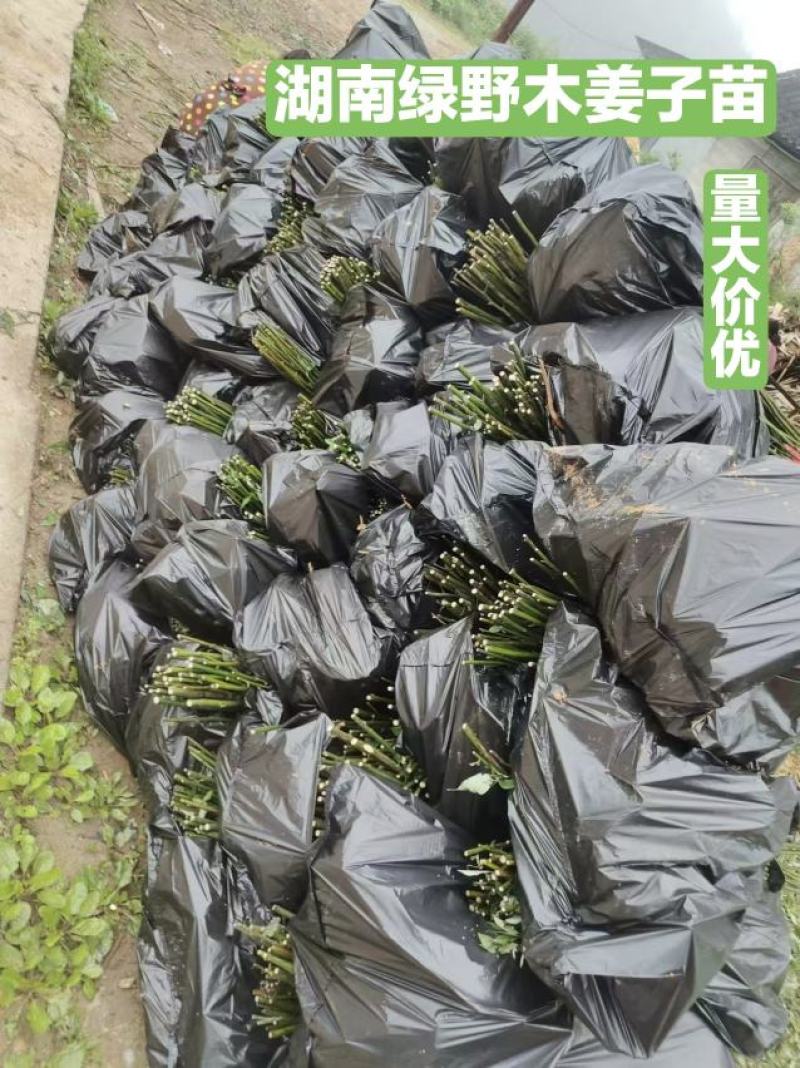 木姜子苗高产品种一手货源产地批发优质药材种苗顺丰包邮