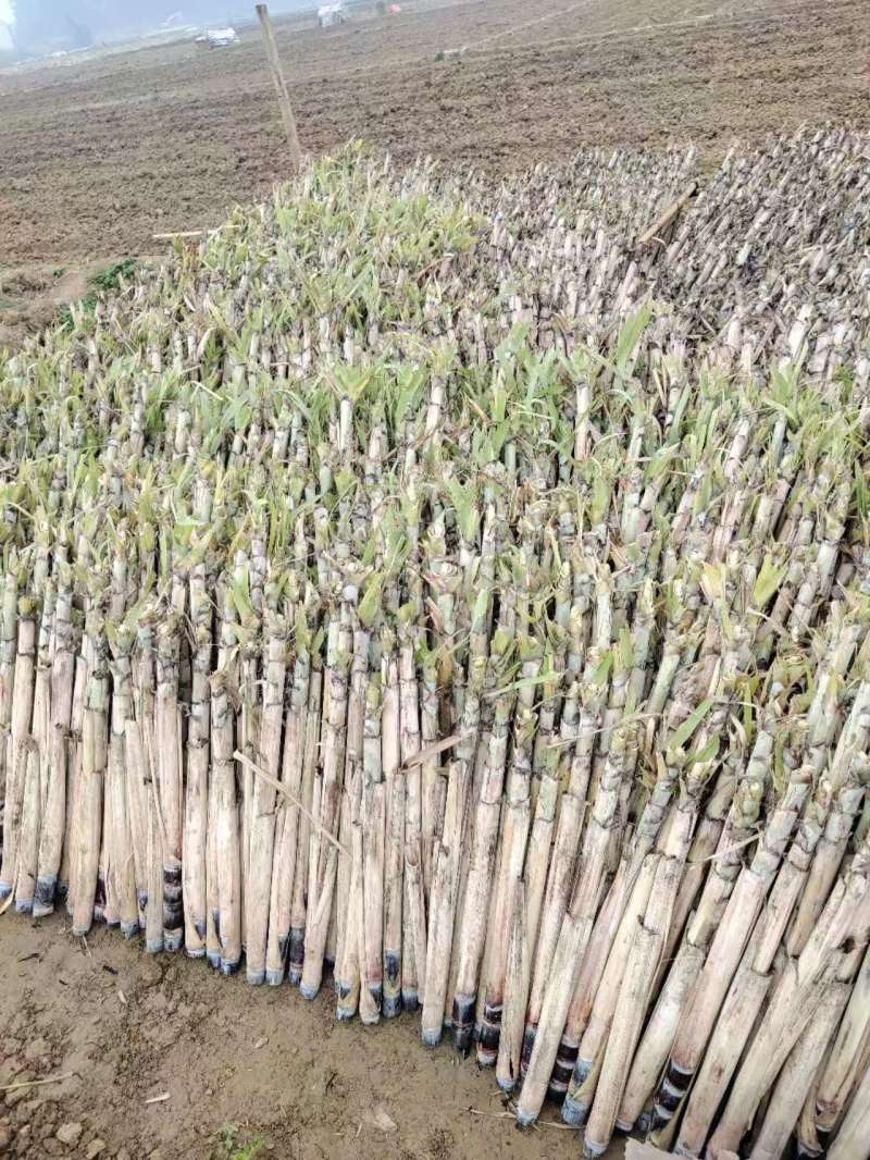 黑皮甘蔗种大量从优，本人就是讲诚信，致电有优惠，产地