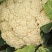 花菜，小米粒