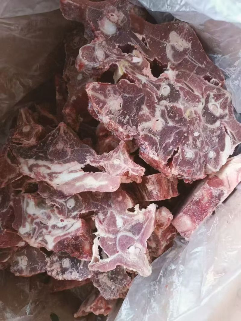 马氏加肥羊蝎子