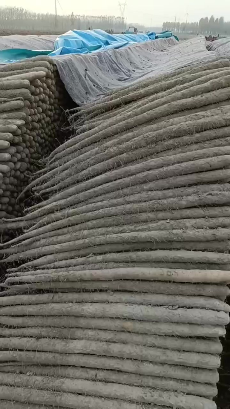 好货推荐河北双棒山药基地直发一手货源可视频看货