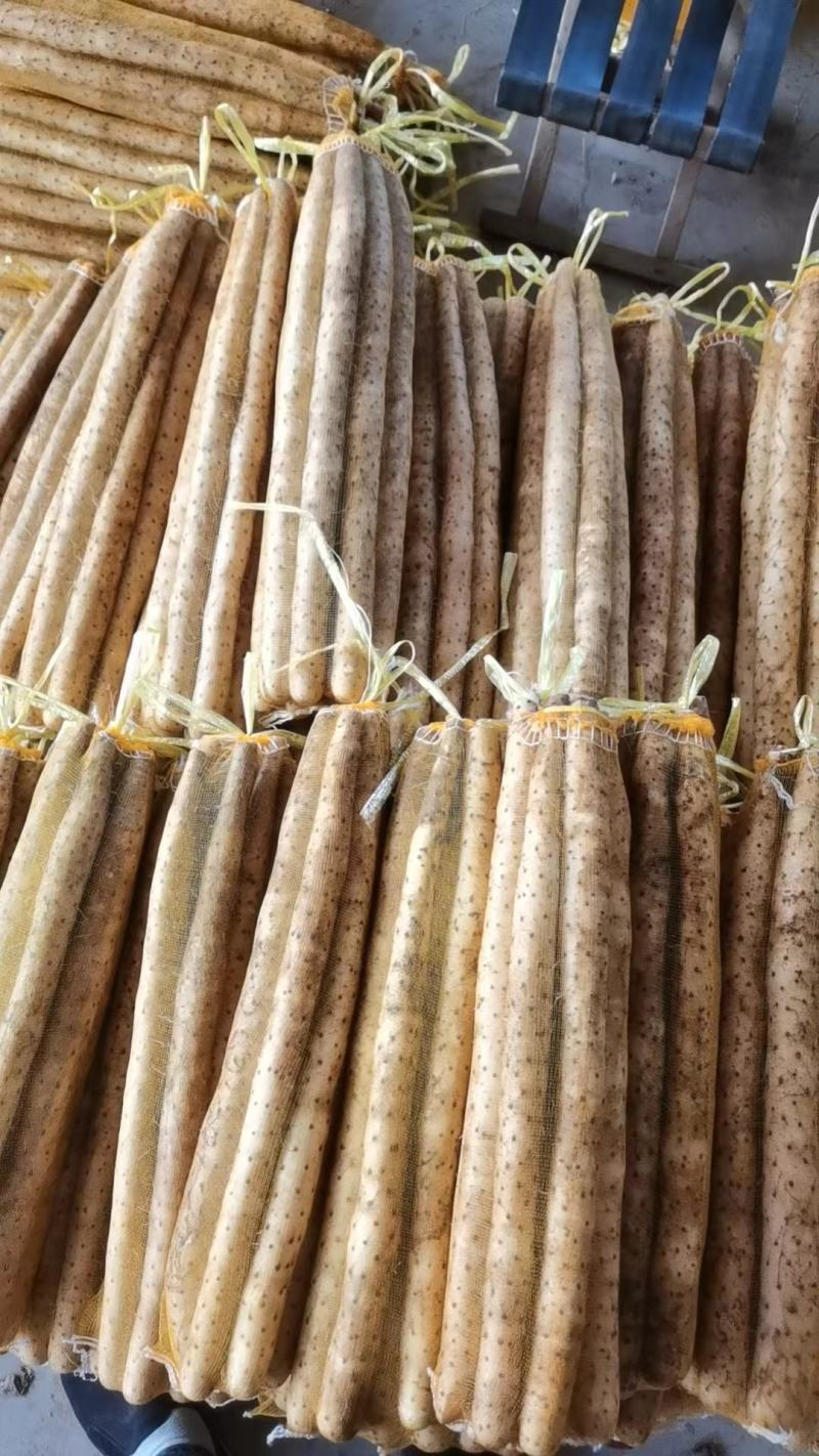 好货推荐河北双棒山药基地直发一手货源可视频看货