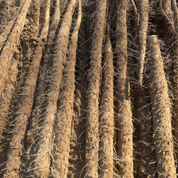 好货推荐河北双棒山药基地直发一手货源可视频看货