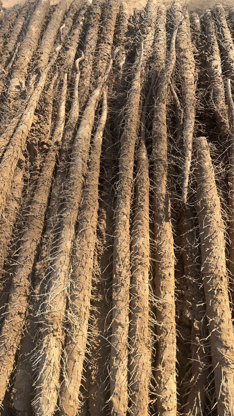 河北铁棍山药基地直发长期大量有货量大价优
