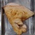 猪脚店专用圆蹄，量大价优，产地直发，欢迎咨询