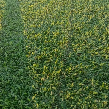 大叶油草坪质优价廉大量有货，欢迎全国各地老板选购