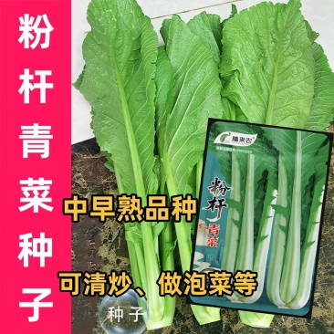 粉杆青菜种子云南特色小苦菜种子中早熟耐寒田园蔬菜种子