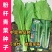 粉杆青菜种子云南特色小苦菜种子中早熟耐寒田园蔬菜种子