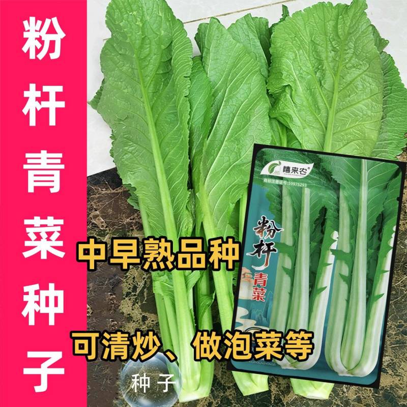 粉杆青菜种子云南特色小苦菜种子中早熟耐寒田园蔬菜种子