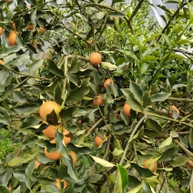 脆蜜金桔融安东边山脆蜜金桔