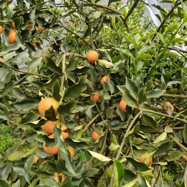 脆蜜金桔融安东边山脆蜜金桔