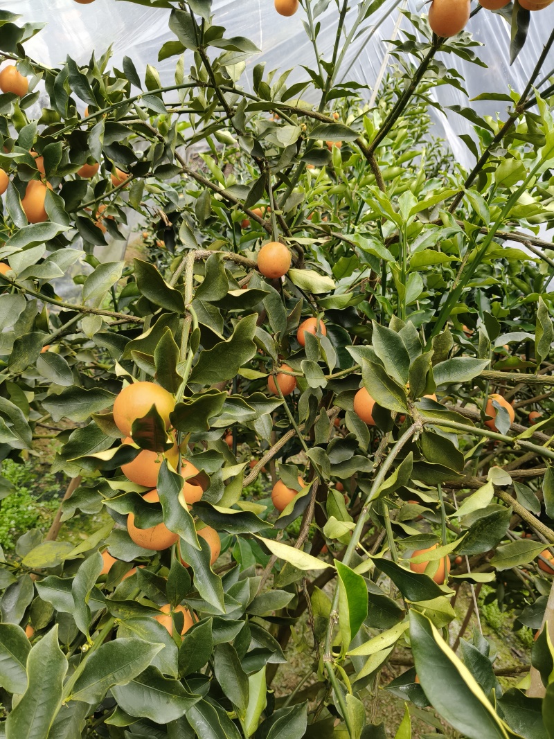 脆蜜金桔融安东边山脆蜜金桔