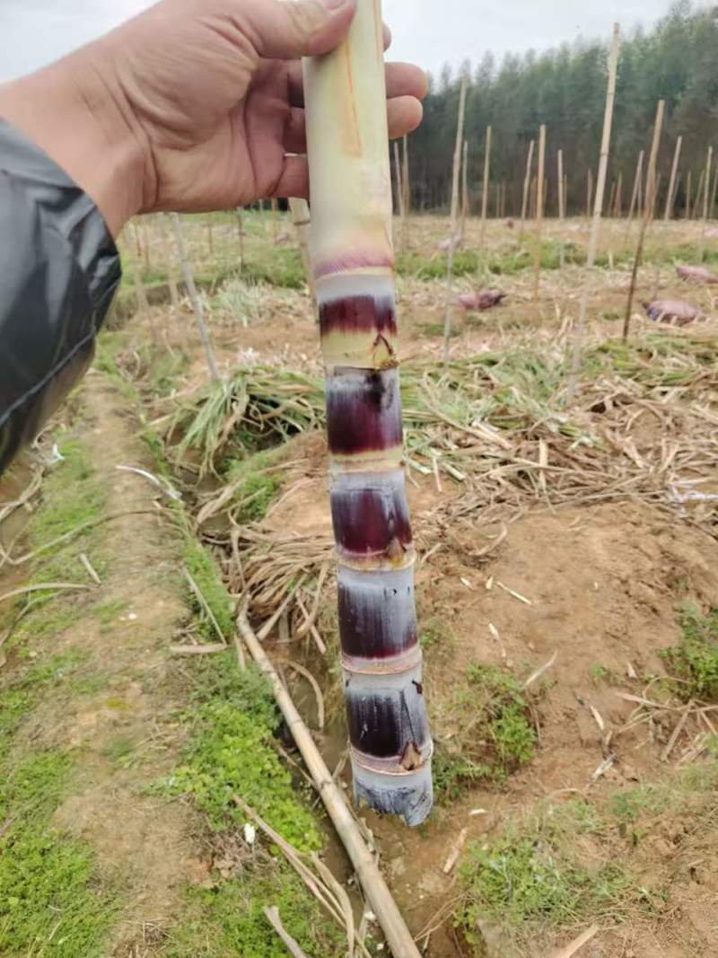广西一手货源黑皮甘蔗苗量大从优价格优惠质量好欢迎询价
