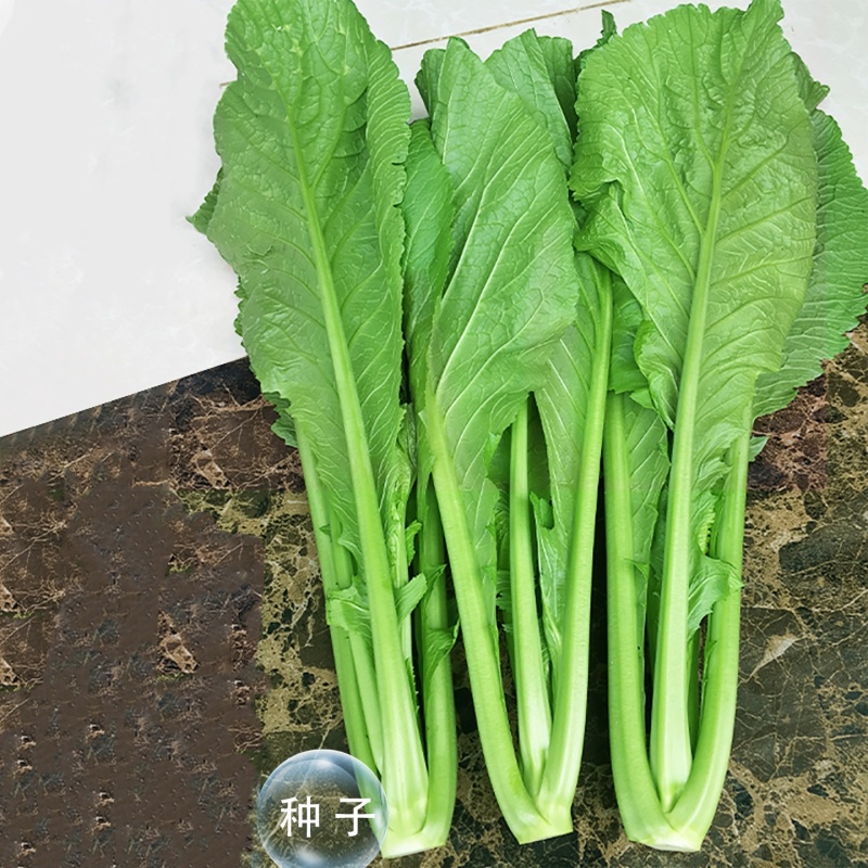 粉杆青菜种子云南特色小苦菜种子中早熟耐寒田园蔬菜种子