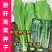 粉杆青菜种子云南特色小苦菜种子中早熟耐寒田园蔬菜种子
