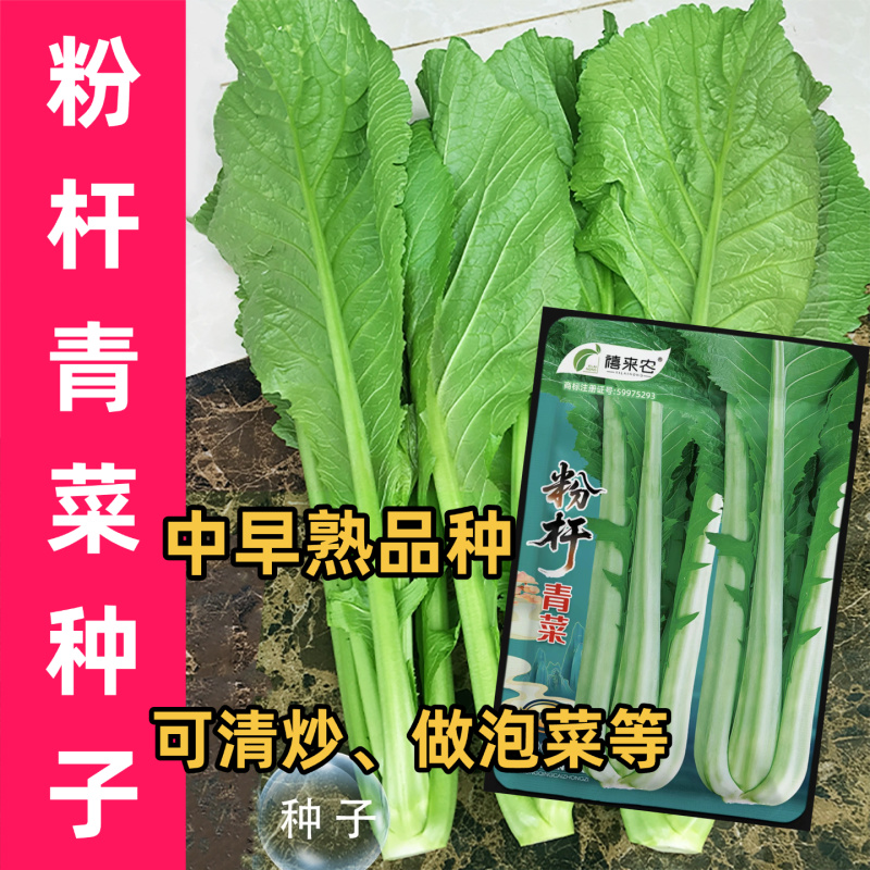 粉杆青菜种子云南特色小苦菜种子中早熟耐寒田园蔬菜种子