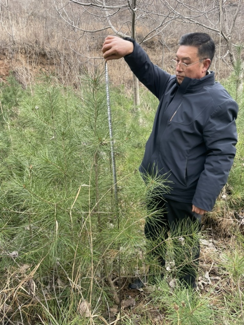 河南白皮松1米到2米