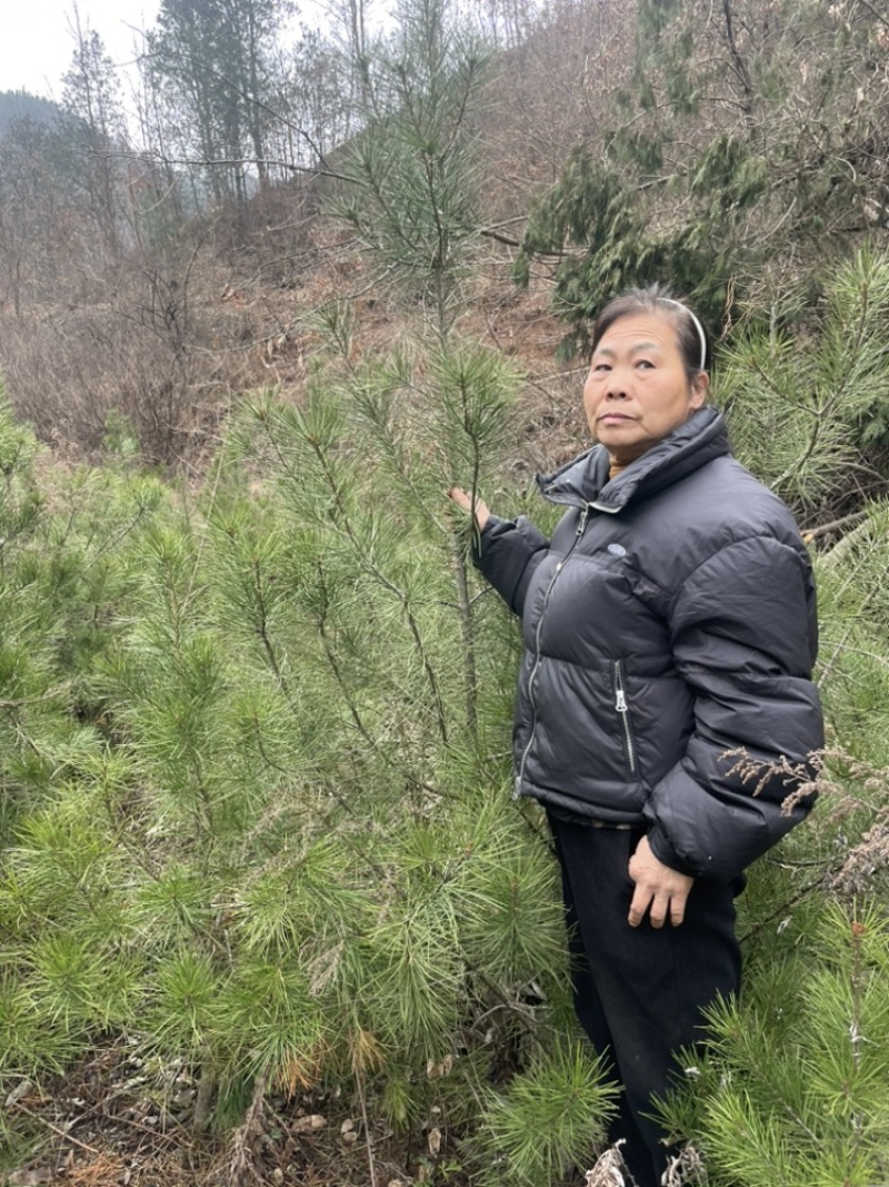 河南白皮松1米到2米