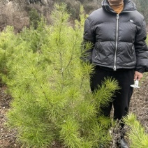 河南白皮松1米到2米