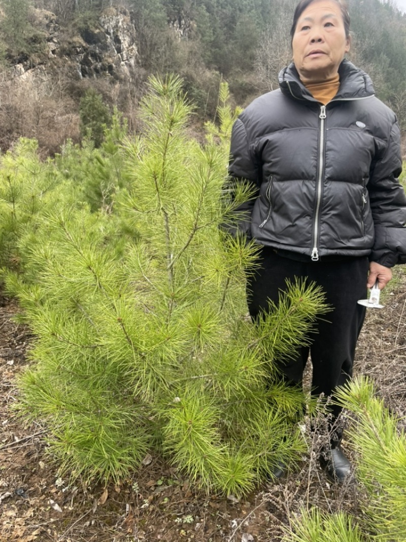 河南白皮松1米到2米