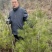 河南白皮松1米到2米