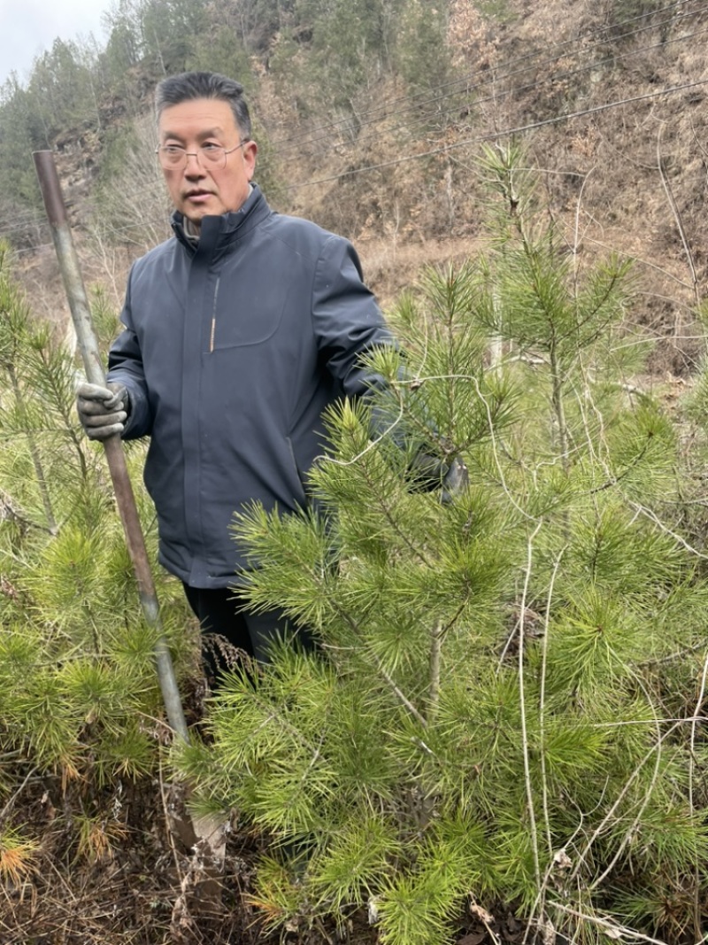 河南白皮松1米到2米