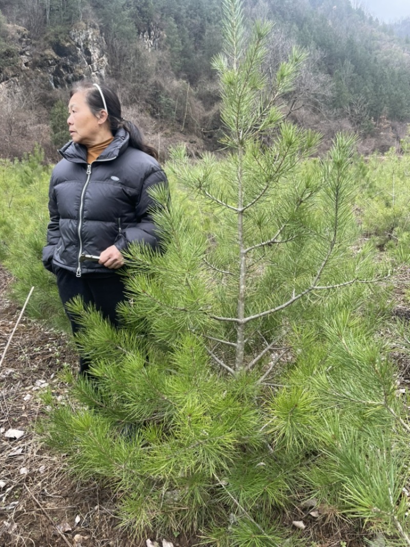 河南白皮松1米到2米