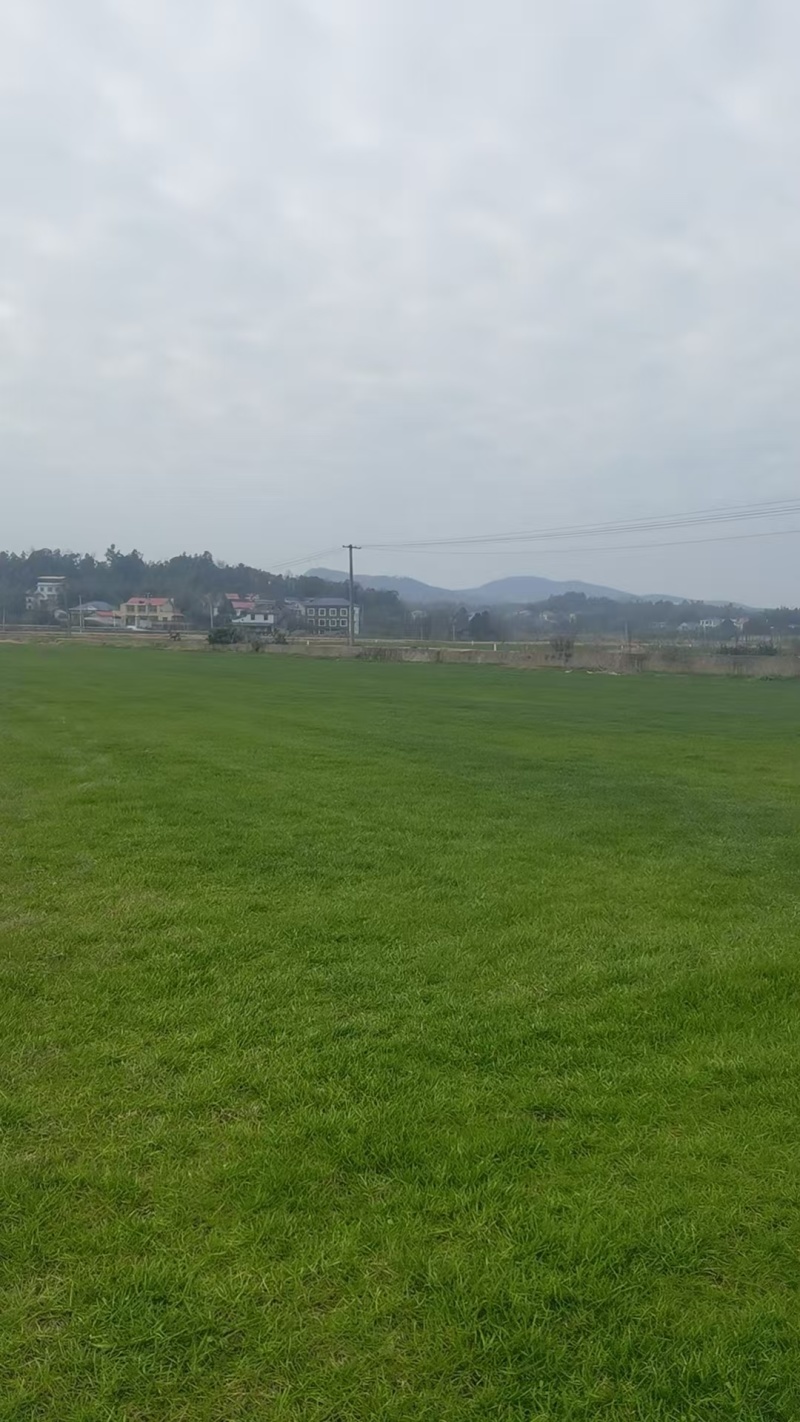 大叶油草坪质优价廉大量有货，欢迎全国各地老板选购