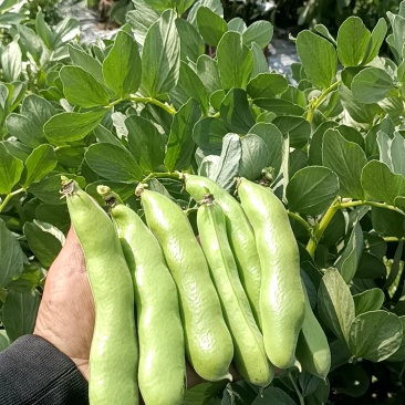 大粒蚕豆