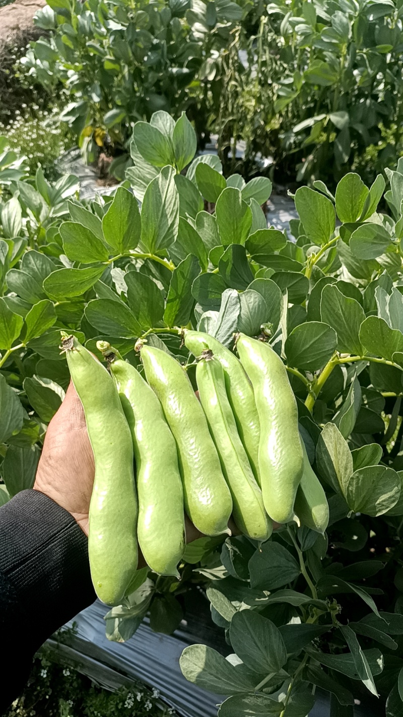 大粒蚕豆