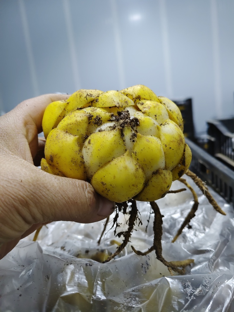 百合种球各种规格基地直发电商园林绿化种植切花