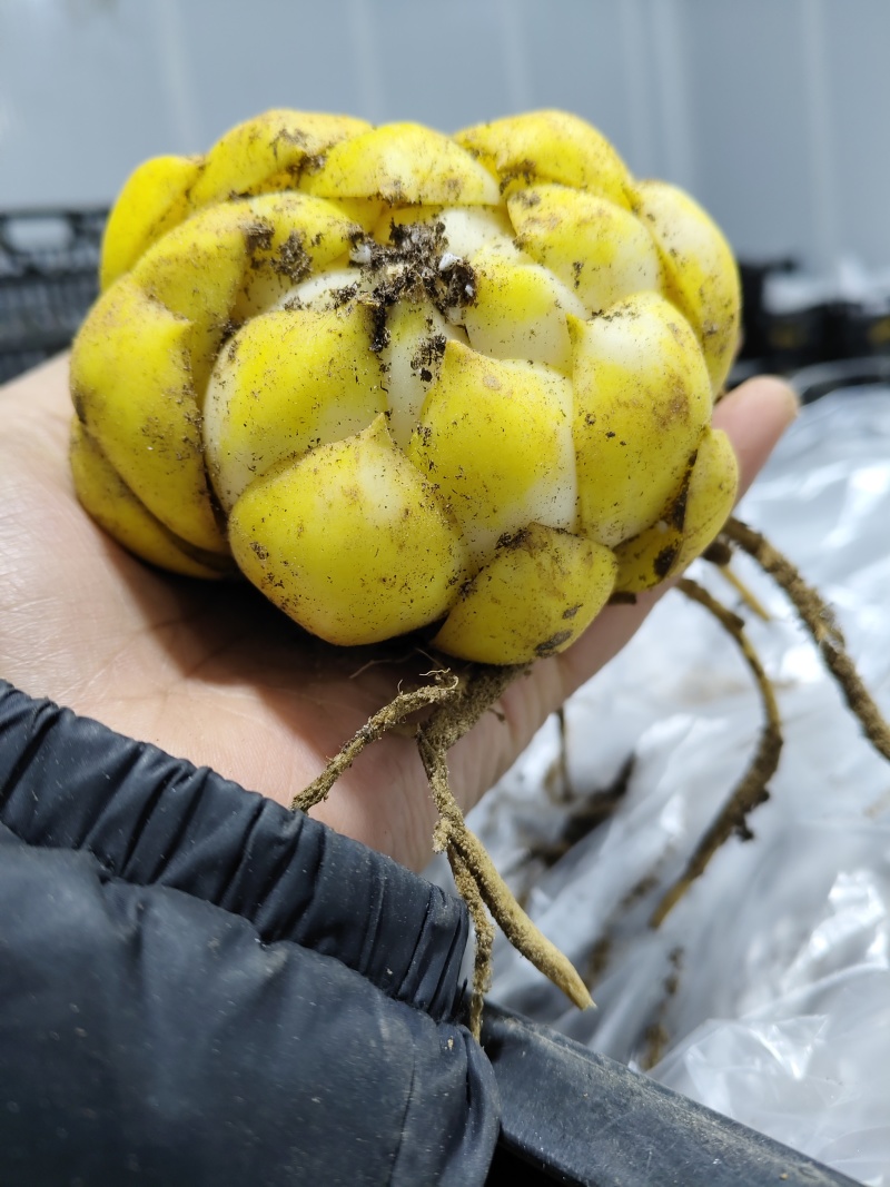 百合种球各种规格基地直发电商园林绿化种植切花