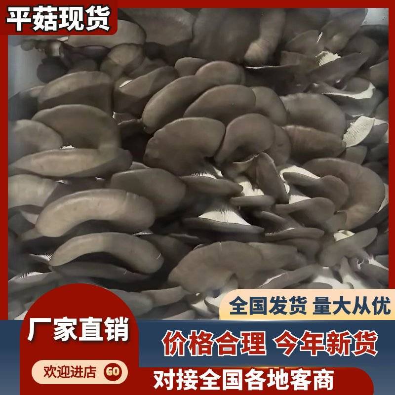 新鲜平菇产地直供批发基地直采量大从优品质上乘