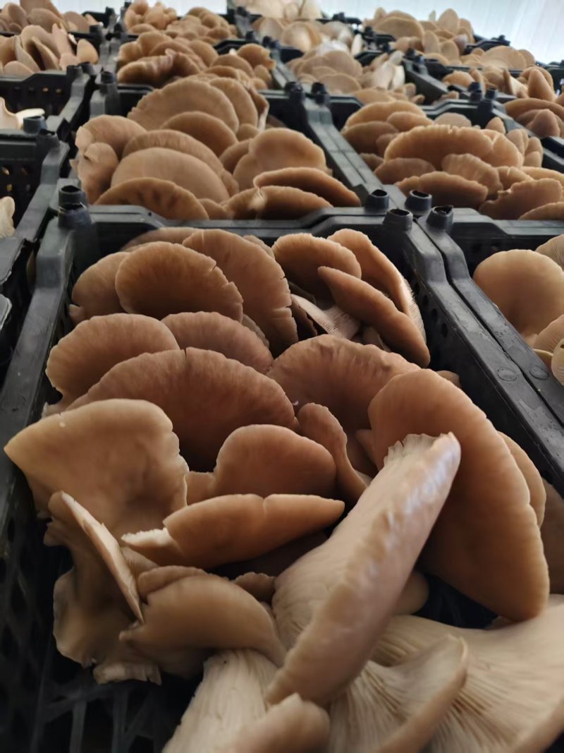 新鲜平菇产地直供批发基地直采量大从优品质上乘
