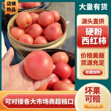 硬粉西红柿新鲜采摘产地直供批发量大从优品质上乘