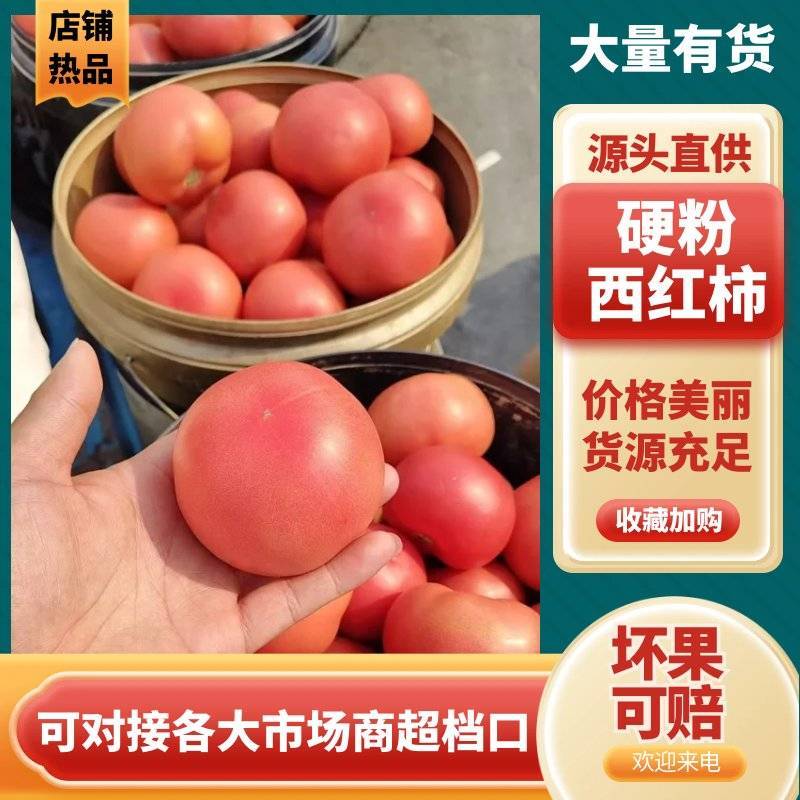 硬粉西红柿新鲜采摘产地直供批发量大从优品质上乘