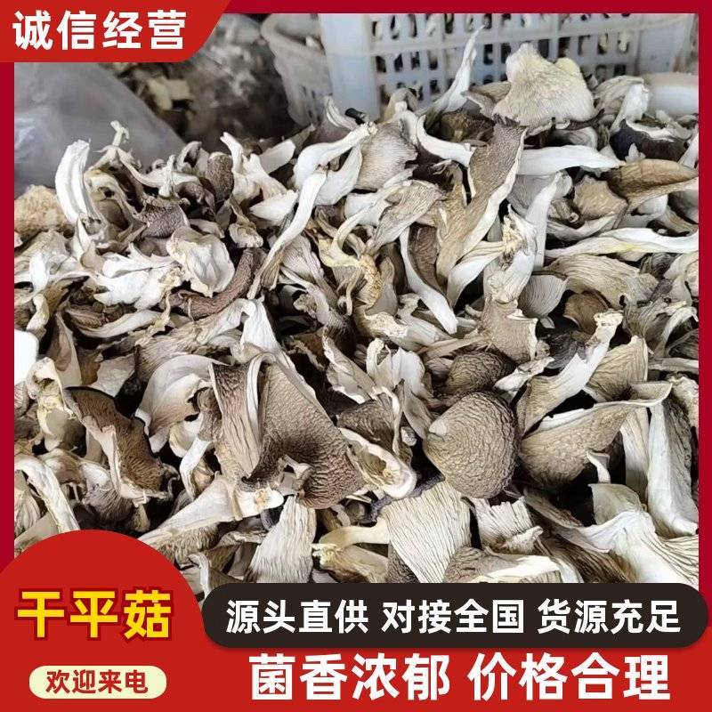 优质平菇干产地直供干货批发肉质厚实现货充足
