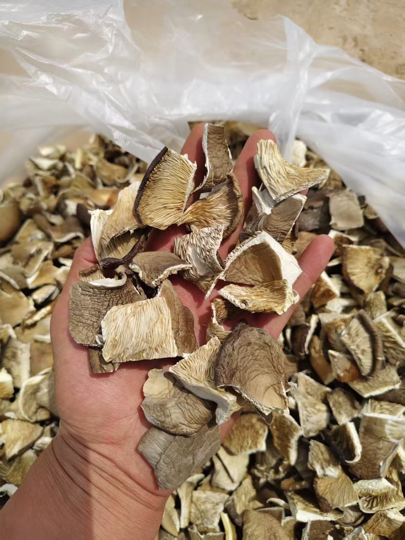 优质平菇干产地直供干货批发肉质厚实现货充足