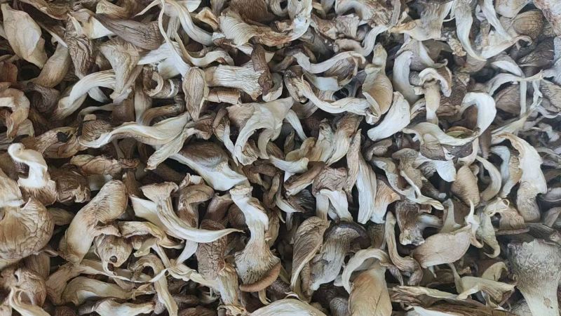 优质平菇干产地直供干货批发肉质厚实现货充足