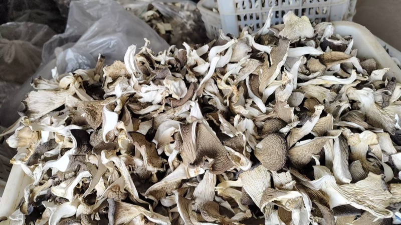 优质平菇干产地直供干货批发肉质厚实现货充足