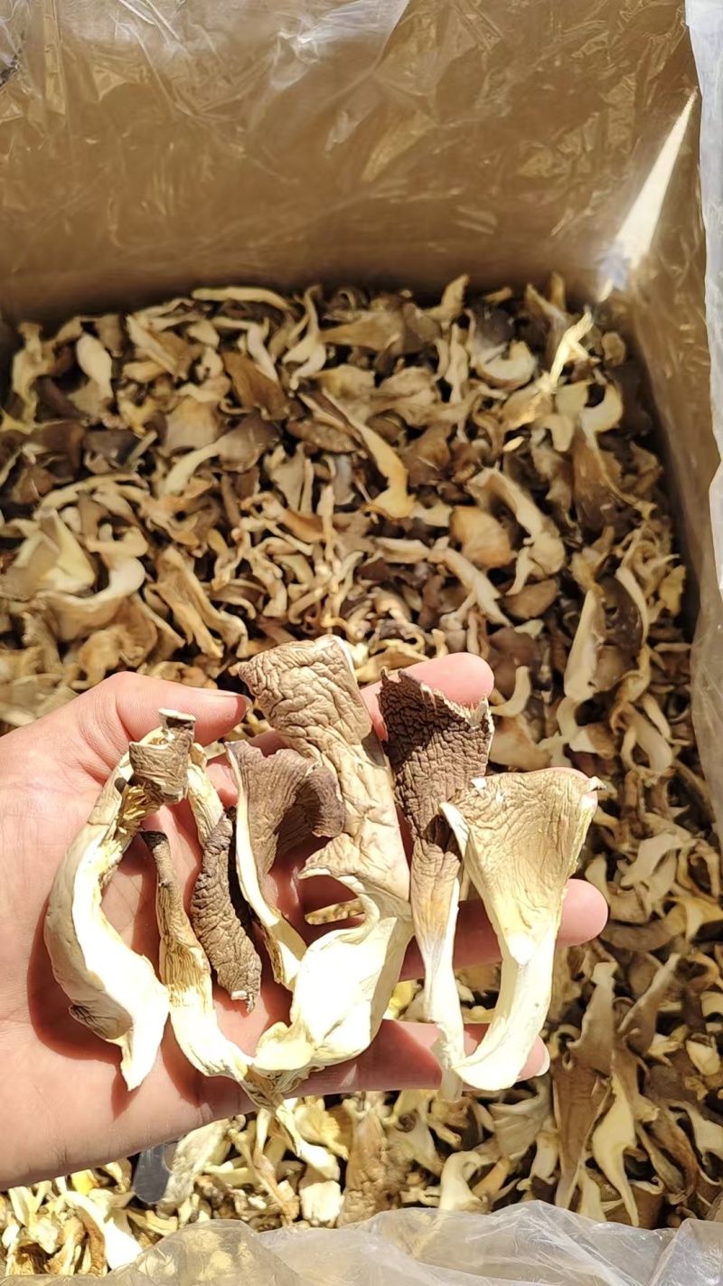 优质平菇干产地直供干货批发肉质厚实现货充足