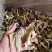 优质平菇干产地直供干货批发肉质厚实现货充足